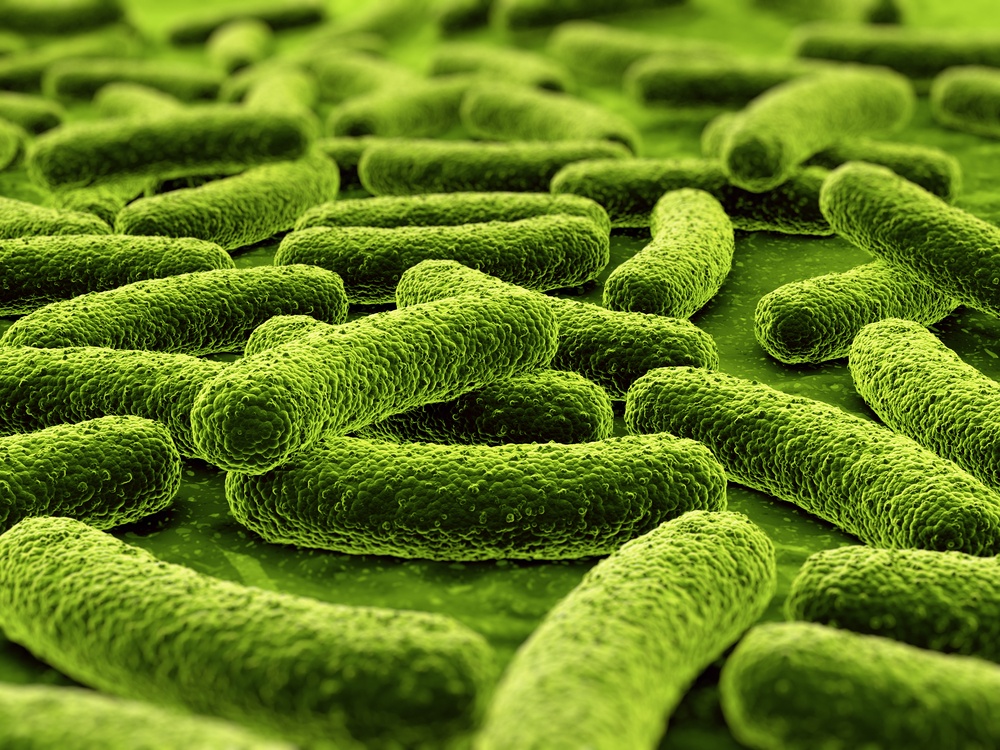 Нитрифицирующие бактерии